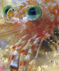 Shrimp by Martin Dalsaso 